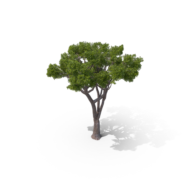 Stone Pine Tree PNG & PSD Images