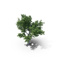 Plane Tree PNG & PSD Images