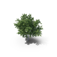 Plane Tree PNG & PSD Images