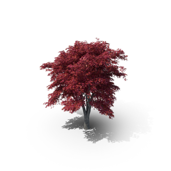 Japanese Maple Tree PNG & PSD Images