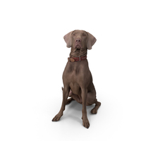 weimaraner狗坐着PNG和PSD图像