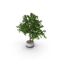 Potted Plant PNG & PSD Images