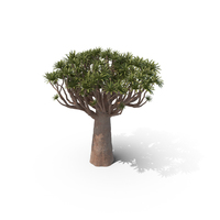 Quiver Tree PNG & PSD Images
