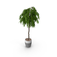 Potted Plant PNG & PSD Images