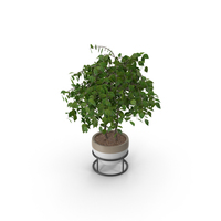 Potted Plant PNG & PSD Images