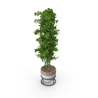 Potted Plant PNG & PSD Images