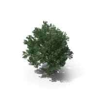 橄榄树PNG和PSD图像
