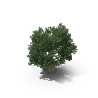橄榄树PNG和PSD图像