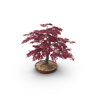 Japanese Maple Bonsai PNG & PSD Images