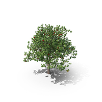 Apple Tree PNG & PSD Images