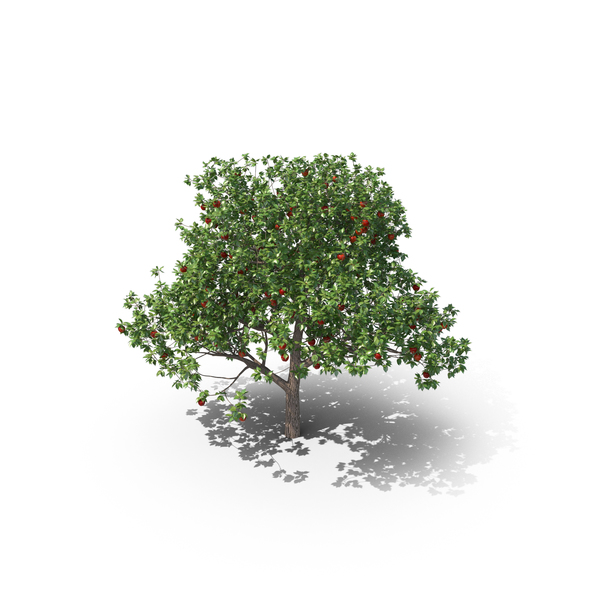 Apple Tree PNG & PSD Images