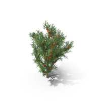 Sea Buckthorn PNG & PSD Images