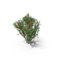 Sea Buckthorn Plant PNG & PSD Images