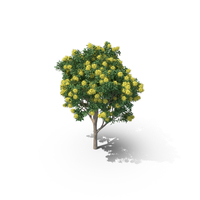 Golden Penda Tree PNG & PSD Images