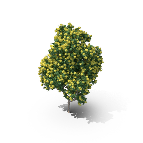 Golden Penda Tree PNG & PSD Images