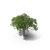 Cork Oak Tree PNG & PSD Images