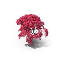 Japanese Maple Tree PNG & PSD Images