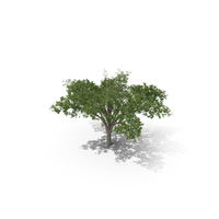 Umbrella Thorn Acacia Tree PNG & PSD Images