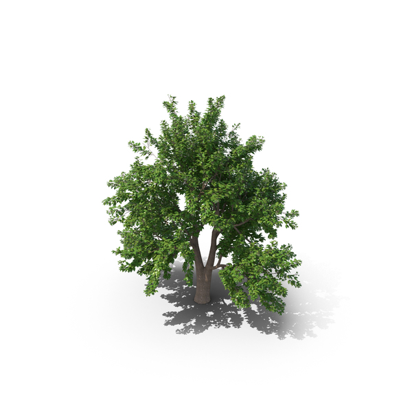 Alder Tree PNG & PSD Images