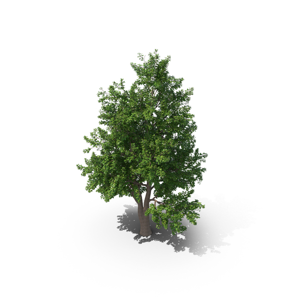 Alder Tree PNG & PSD Images
