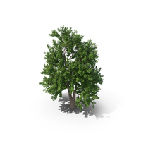 Alder Tree PNG & PSD Images