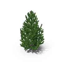Pine Tree PNG & PSD Images