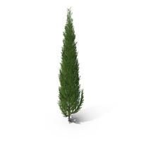 Cypress Tree PNG & PSD Images