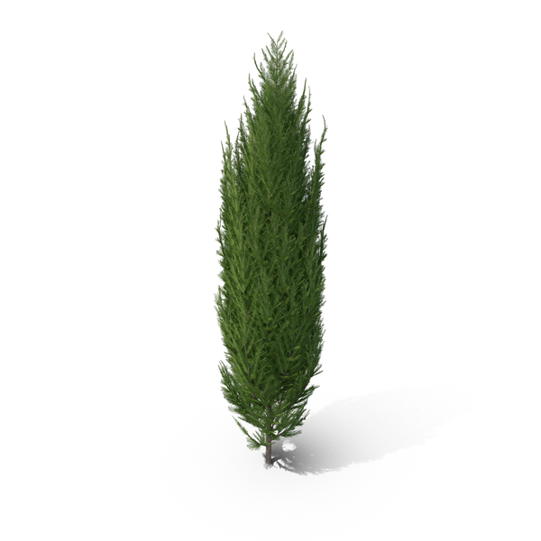 Cypress Tree PNG & PSD Images