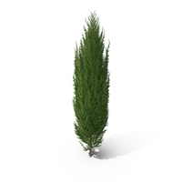 Cypress Tree PNG & PSD Images