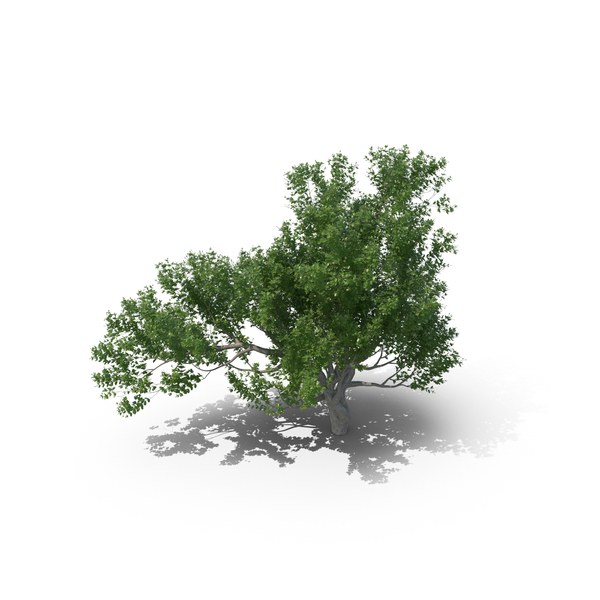 Avicennia Tree PNG & PSD Images