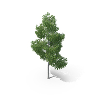 Birch Tree PNG & PSD Images