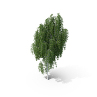 Weeping Birch Tree PNG & PSD Images