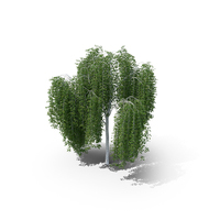 Weeping Birch Tree PNG & PSD Images