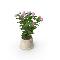 Potted Flower PNG & PSD Images