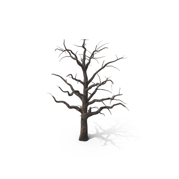 Dead Tree PNG & PSD Images