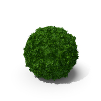 Boxwood Sphere PNG & PSD Images