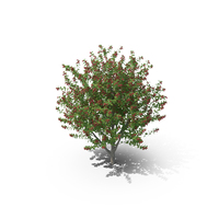 Bird Cherry Tree PNG & PSD Images