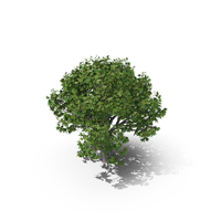 Flame Tree PNG & PSD Images