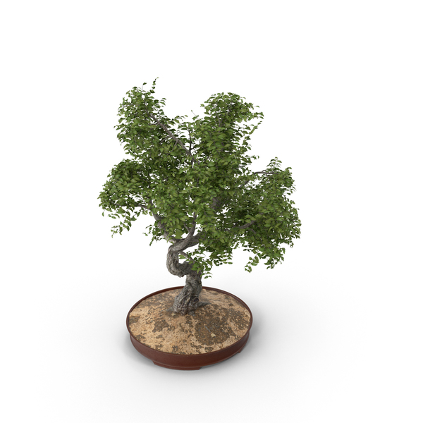Free Bonsai Tree PNG Images & PSDs for Downloads | PixelSquid - S111744550