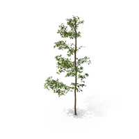 Tree Sapling PNG & PSD Images