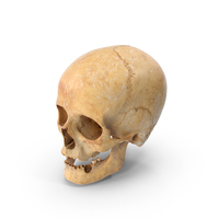 Damaged Human Female Skull PNG & PSD Images