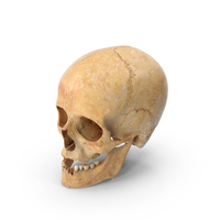Human Female Skull Damaged PNG & PSD Images