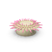 Aggregating Anemone PNG & PSD Images