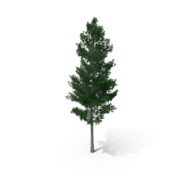 Pine Tree PNG & PSD Images