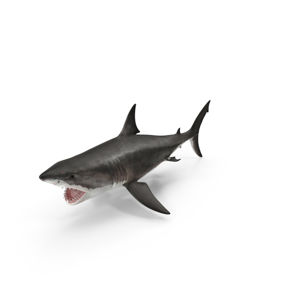 Great White Shark PNG & PSD Images