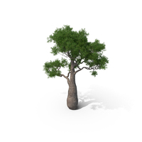 Queensland Bottle Tree PNG & PSD Images