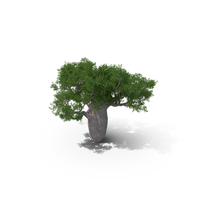 Queensland Bottle Tree 02 PNG & PSD Images