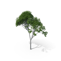 Morado Leopard Tree PNG & PSD Images