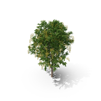 Golden Tree PNG & PSD Images