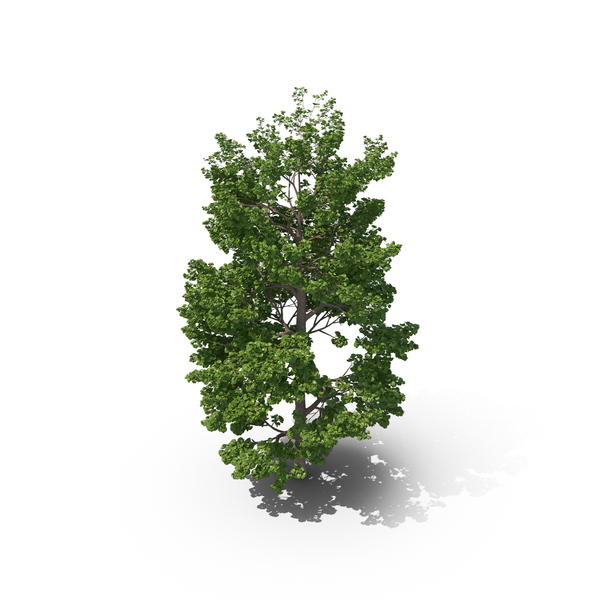 Maidenhair Tree PNG & PSD Images